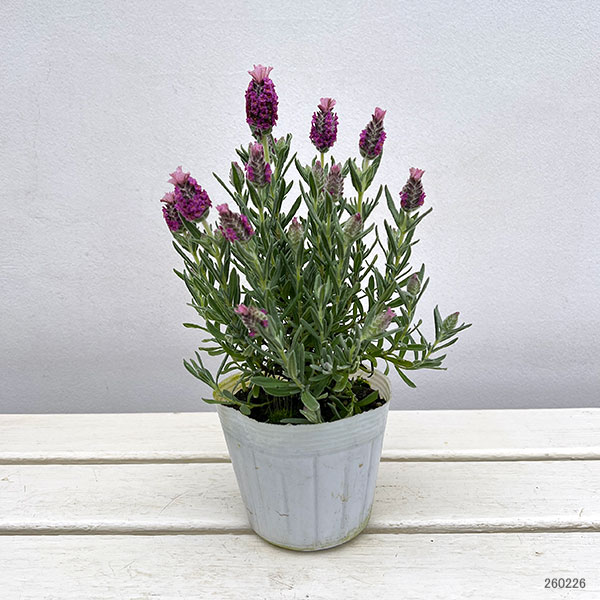 フレンチラベンダー: キューレッド3.5号ポット