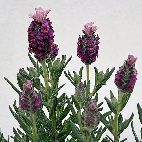 園芸ネット本店｜フレンチラベンダー： キューレッド3.5号ポット 6株