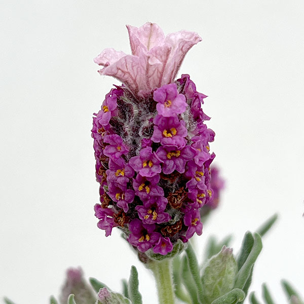 フレンチラベンダー: キューレッド3.5号ポット