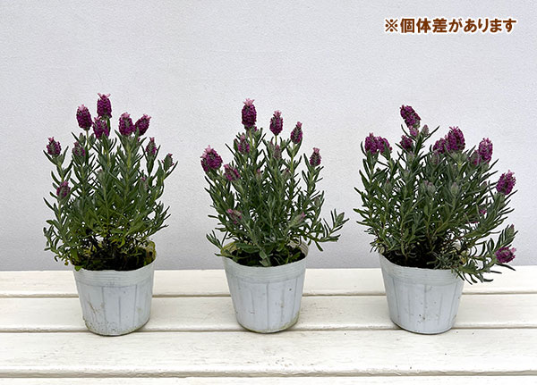 フレンチラベンダー: キューレッド3.5号ポット