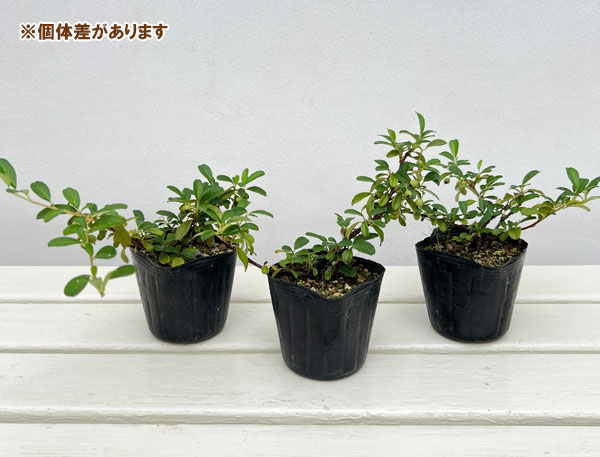 カマツカコケモモ3号ポット