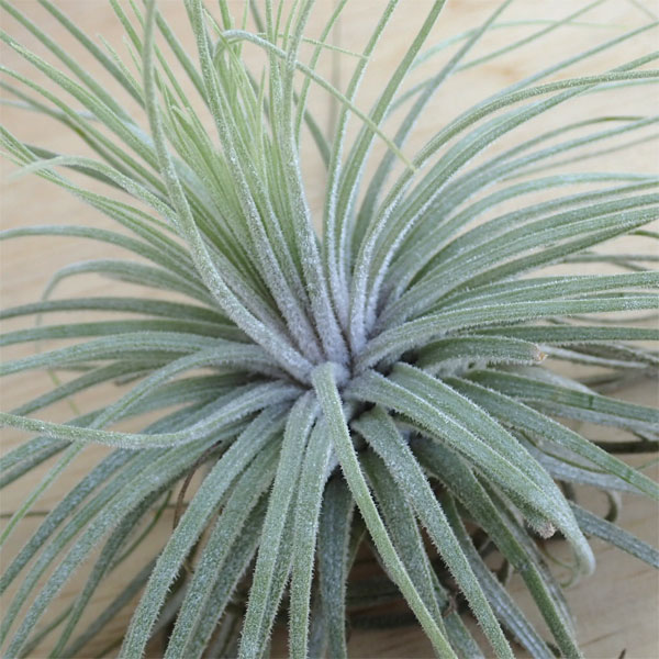 チランジア：マグヌシアナ