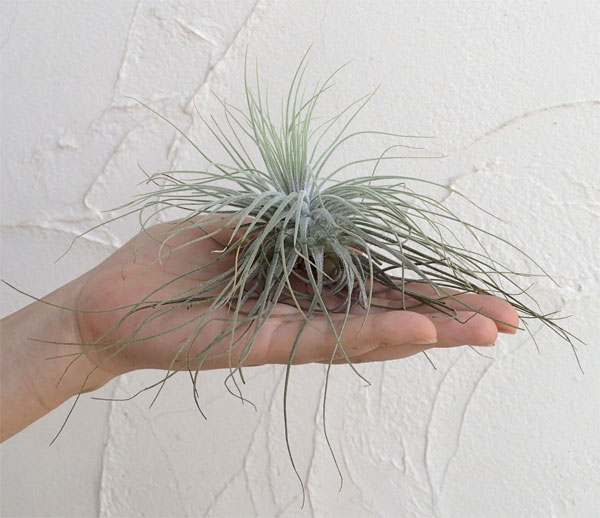 チランジア：マグヌシアナ