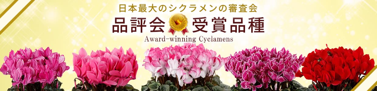 シクラメン特集:品評会受賞品種
