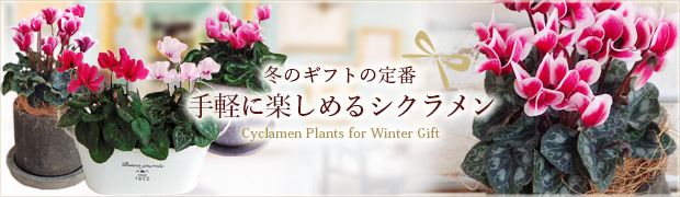 シクラメン特集:手軽に楽しめるシクラメン