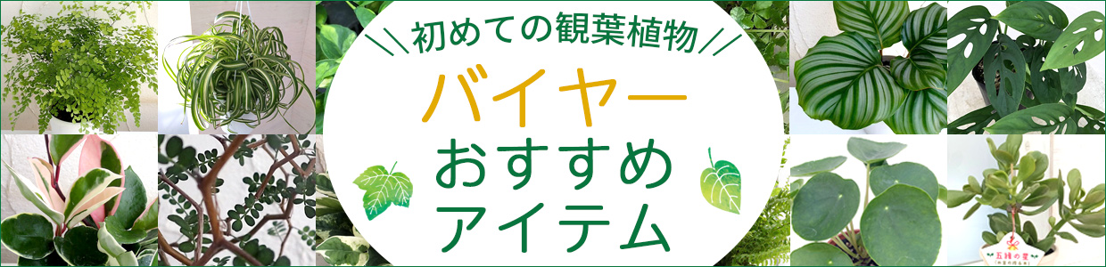 初めての観葉植物バイヤーおすすめアイテム