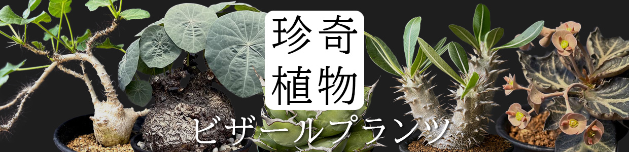 季節の特集：珍しい植物