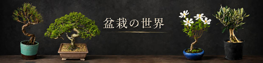 盆栽の世界 /></p><br>気軽に始められるカジュアル盆栽から、こだわりの一品もの、室内観葉植物やオリーブと、実は楽しみ方は多岐にわたる盆栽。生活にあったスタイルで自然と緑を取り入れられるのが魅力です。自分なりの盆栽ライフを楽しんでください。
                </div>


                <article class=