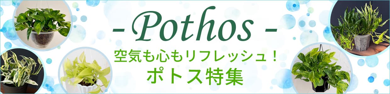 今ホットなポトス特集
