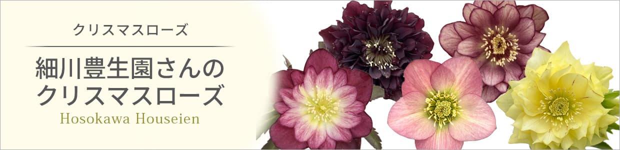 細川豊生園さんのクリスマスローズ