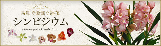 シンビジウム