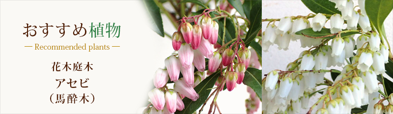 アセビ（馬酔木）