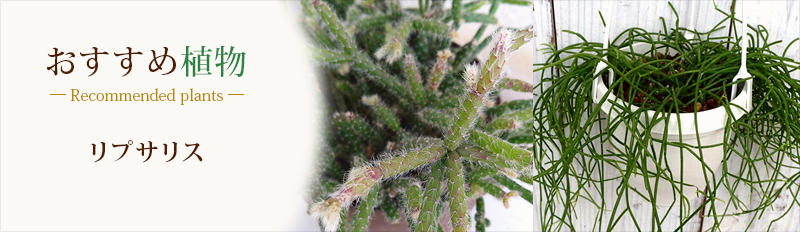 おすすめ植物_リプサリス