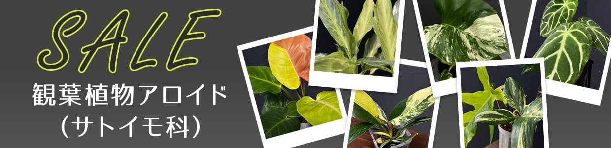 観葉植物アロイド（サトイモ科）セール