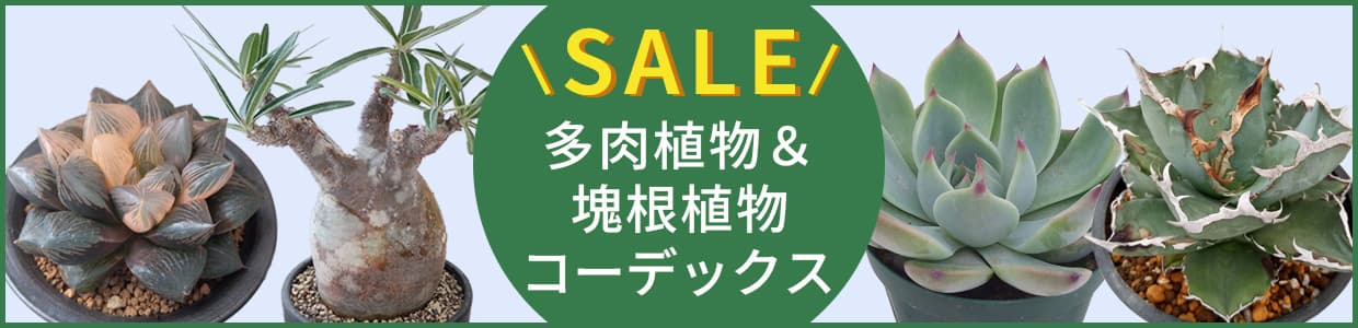 多肉植物＆塊根植物コーデックスセール