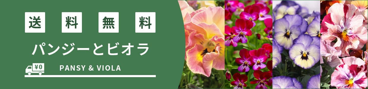 送料無料商品:パンジーとビオラ