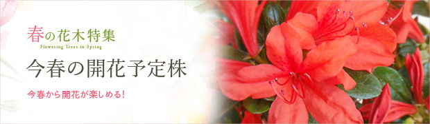 春の花木特集:今春の開花予定株
