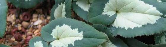 種（タネ）:原種シクラメンの種子