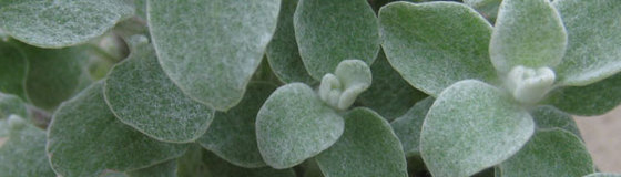 草花の苗:×2.5号ポット　寄せ植え苗