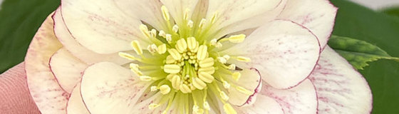 クリスマスローズ:加藤農園さんのクリスマスローズ