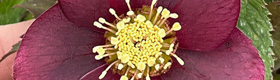 野田園芸さんのクリスマスローズ