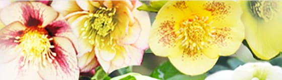 ウインターシンフォニー