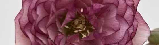 細川豊生園さんのクリスマスローズ