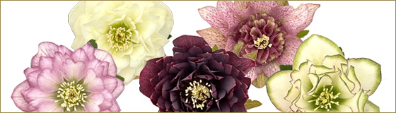 吉田園芸さんのクリスマスローズ