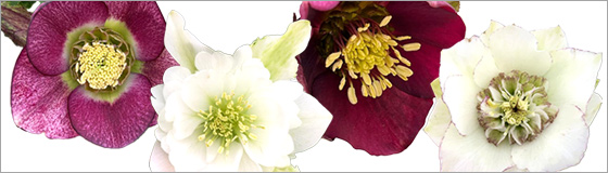 若泉ファームさんのクリスマスローズ