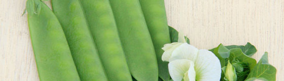 野菜の苗:豆類