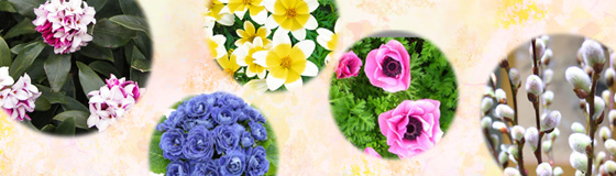 2月 早春に咲く可憐な花