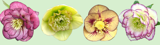 クリスマスローズ開花株