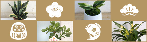縁起の良い観葉植物