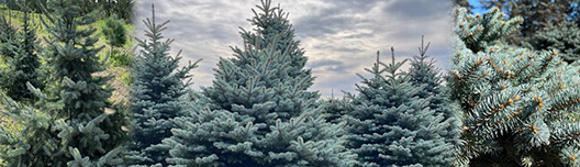 真鍋庭園さんの希少コニファー