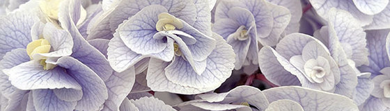 さかもと園芸さんのアジサイ