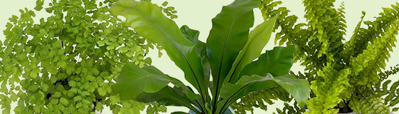 2月 魅惑のシダ特集