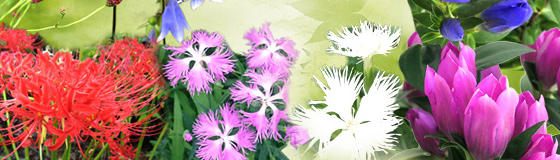 初夏から初秋に楽しむ和の花