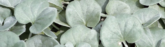 寄せ植え用カラーリーフ