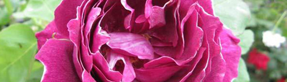 香りを楽しむバラ