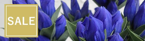 鉢花