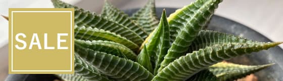 観葉植物