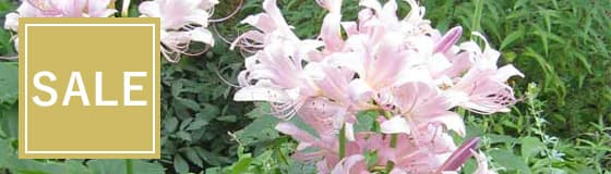 草花・山野草の苗