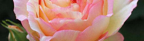 バラ苗　デルバール社