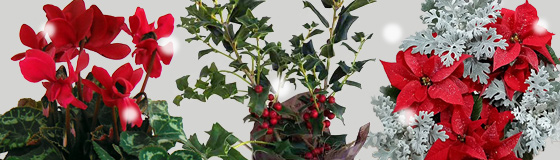 そのまま飾れる植物