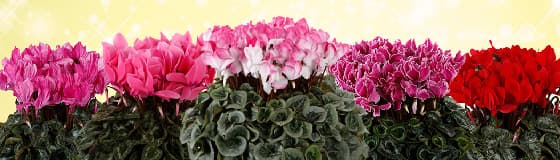 品評会受賞品種