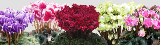 大栄花園さんのオリジナル品種