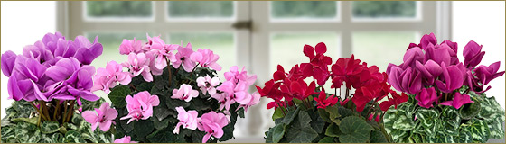 さかもと園芸さんオリジナル