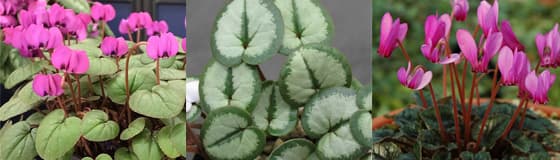 原種シクラメンの種子