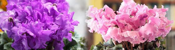 バラエティシクラメン