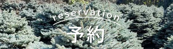 コニファー・松